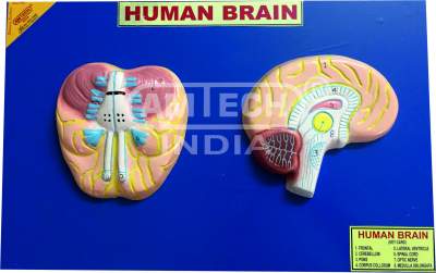 Human Brain Model on Board