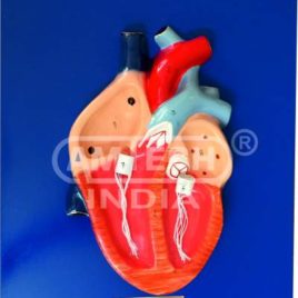 Human Heart Model on Base