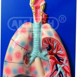 Human Lungs Model on Board
