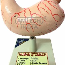 Human Stomach Model