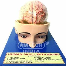Human Skull with Brain