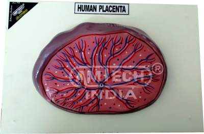 Human Placenta Model