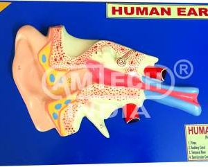 Humar Ear Model Mounted on Board