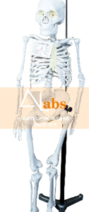 Human skelton Model Manufacturers India
