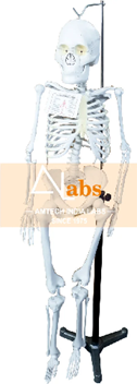 Human skelton Model Manufacturers India